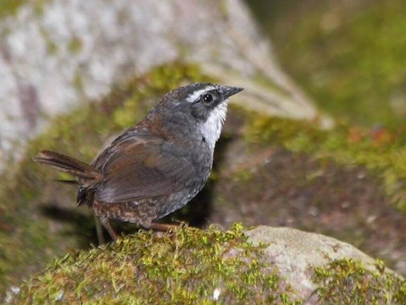 Tapaculo superciliaire, Photos 4