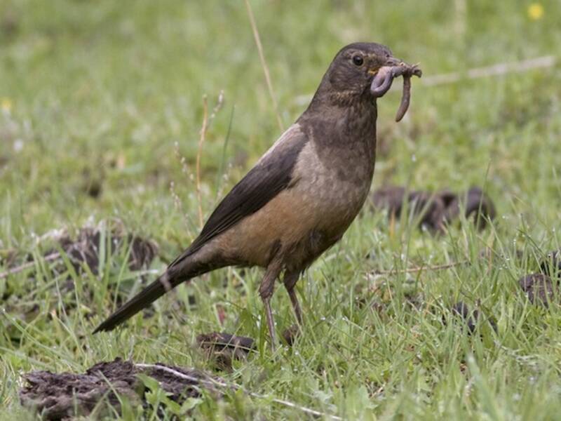 White-backed Thrush