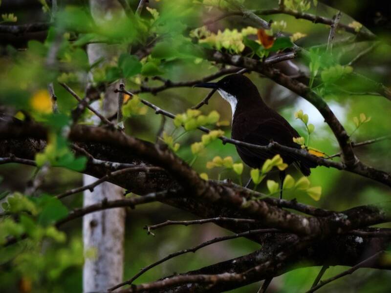 St. Lucia Thrasher