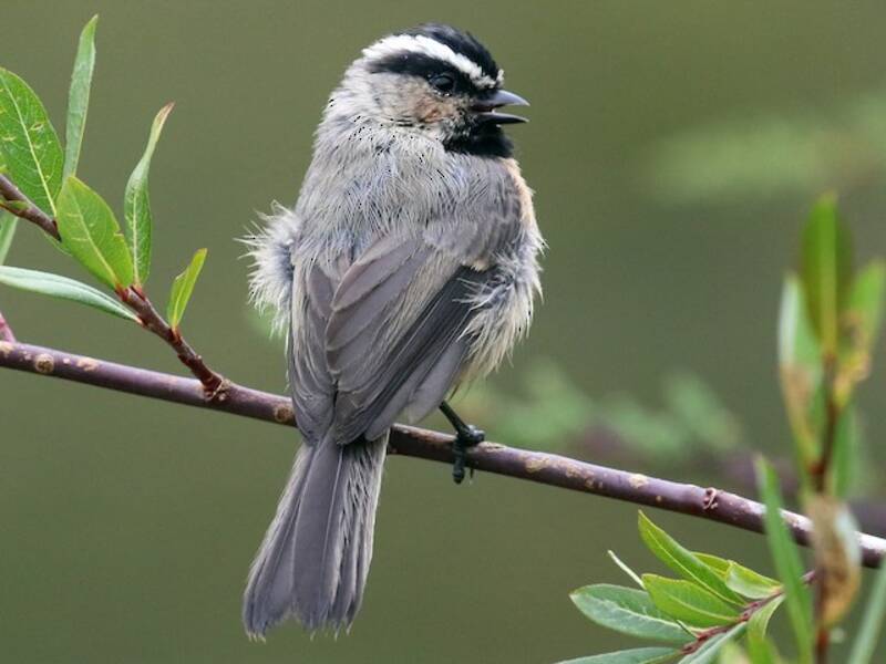 White-browed Tit, Photos 3