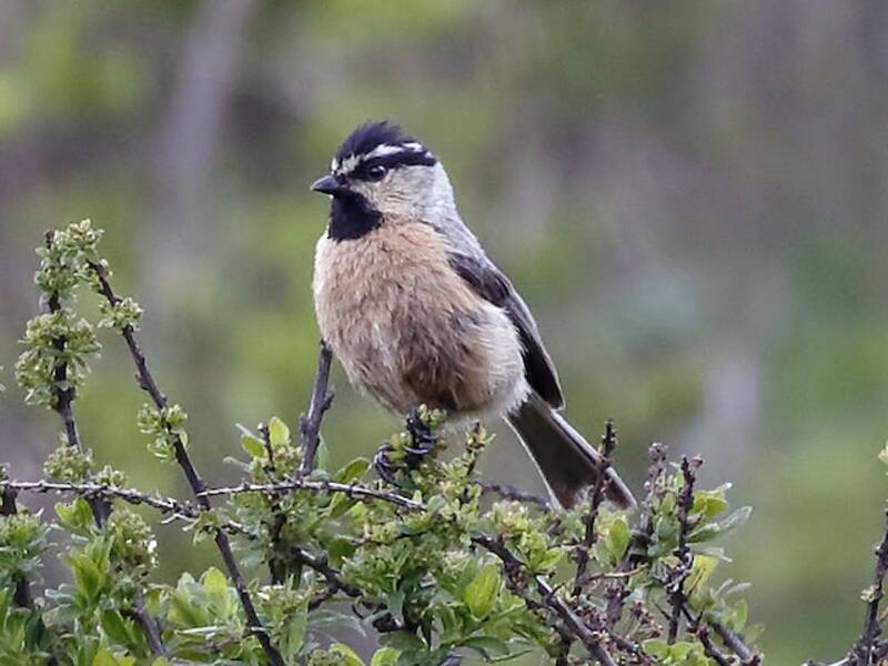 White-browed Tit, Photos 2