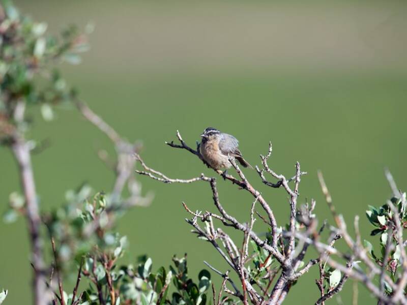 White-browed Tit, Photos 4