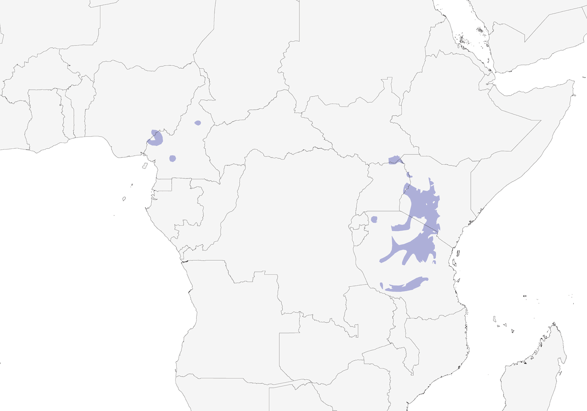 Carbonero Ventriblanco, Distribución 1