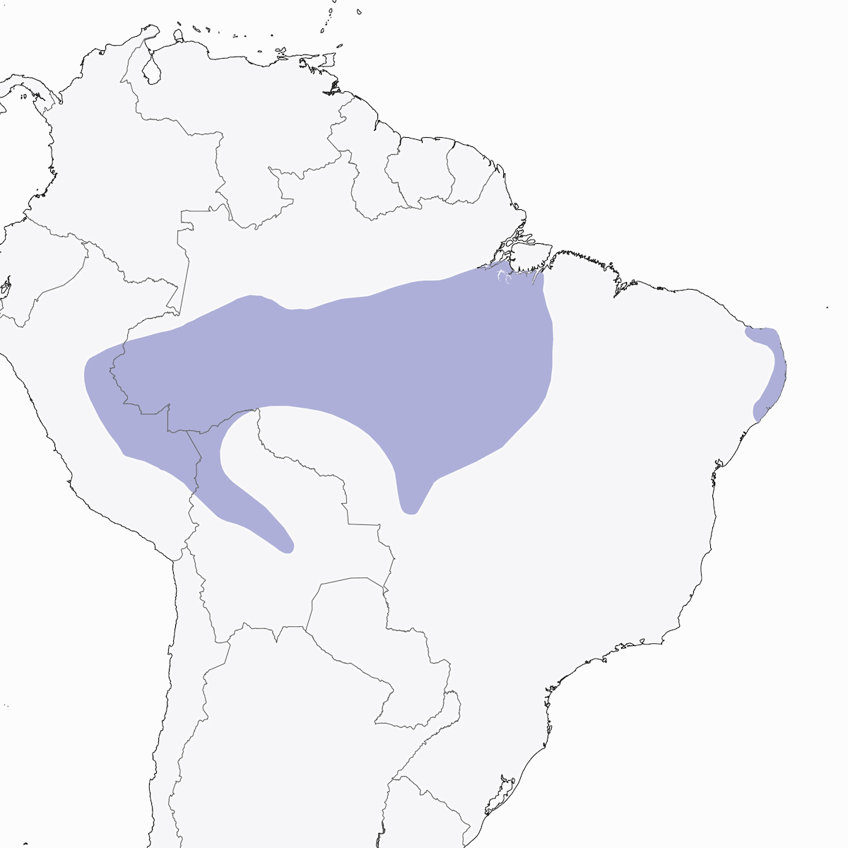 Tiranno tody dal ventre bianco, Distribuzione 1