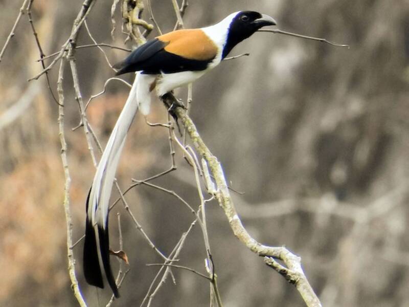 White-bellied Treepie