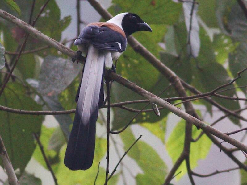 Gazza arborea ventrebianco, Foto 2