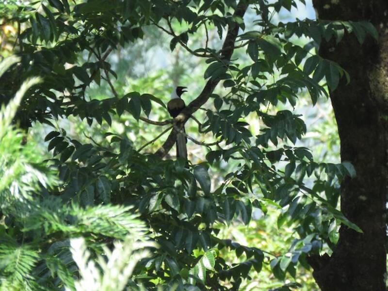 Gazza arborea ventrebianco, Foto 4