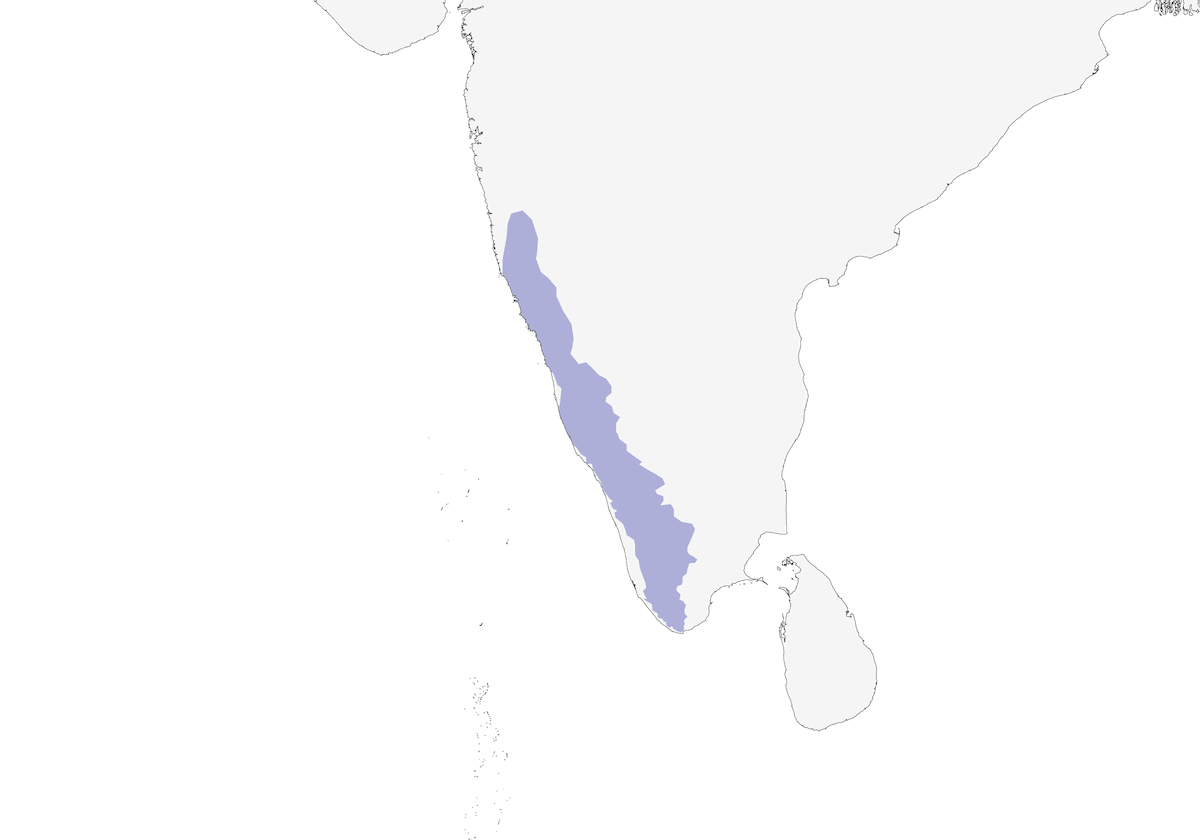 Gazza arborea ventrebianco, Distribuzione 1