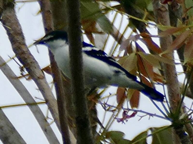 Carrasqueño Cejiblanco, Fotos 3