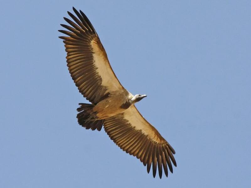 White-backed Vulture