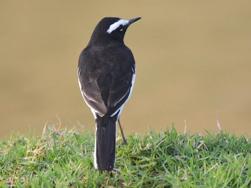 White-browed Wagtail (Motacilla maderaspatensis)