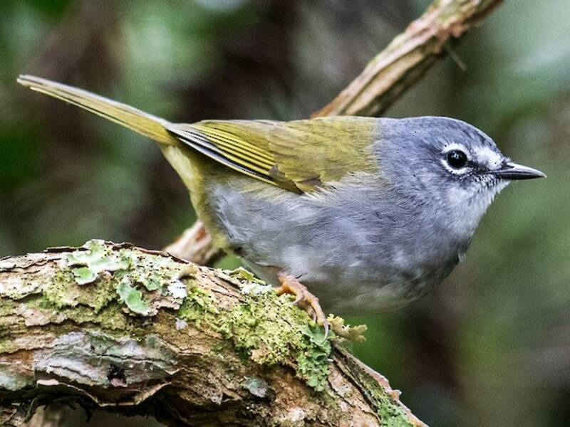 White-browed Warbler, 照片 3