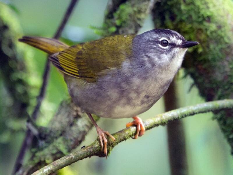 White-browed Warbler, 照片 4