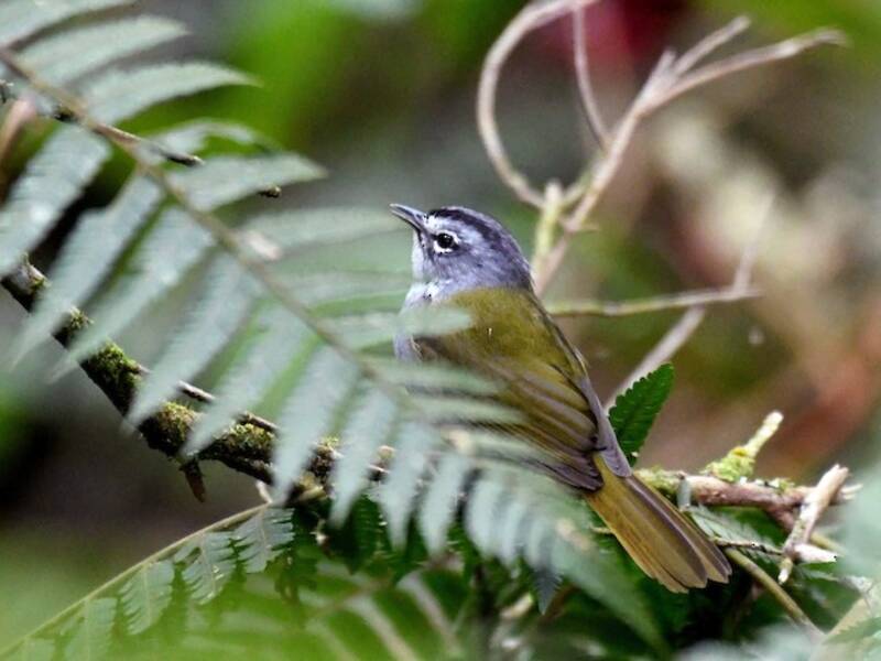 White-browed Warbler