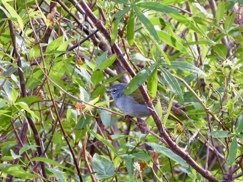 White-browed Warbler, 照片 2