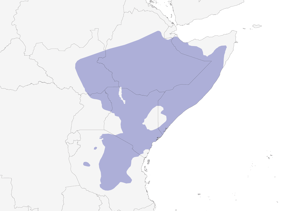 Tejedor búfalo cabeciblanco, Distribución 1