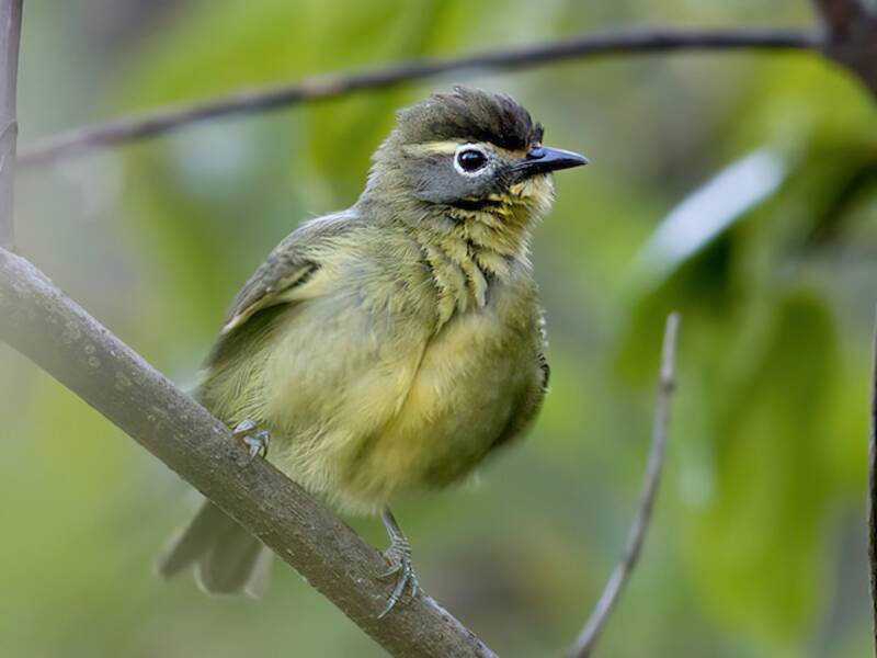 Augenbrauen-Brillenvogel, Fotos 3