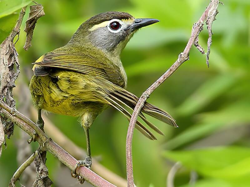 Augenbrauen-Brillenvogel, Fotos 2