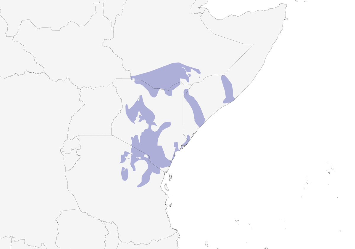 Zostérops pâle, Distribution 1