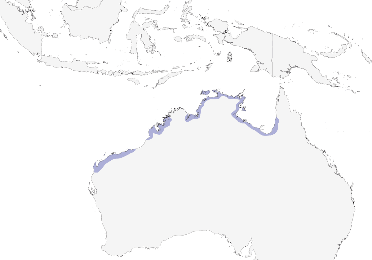 Fischietto dal petto bianco, Distribuzione 1