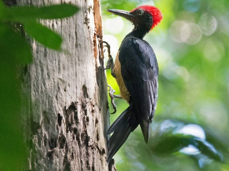 White-bellied Woodpecker
