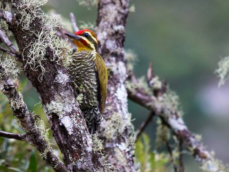 Picchio dalle sopracciglia bianche, Foto 3