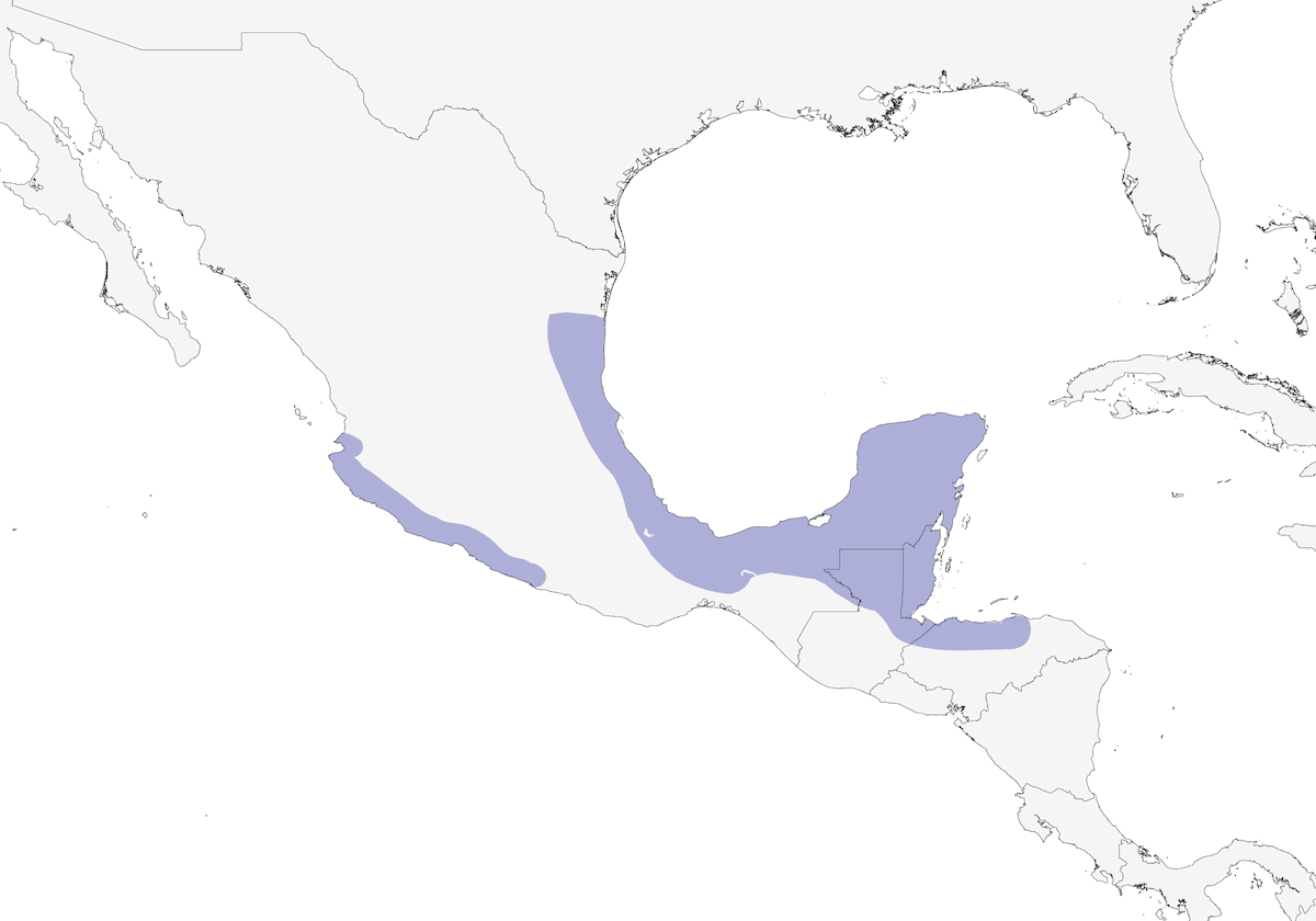 Troglodyte à ventre blanc, Distribution 1