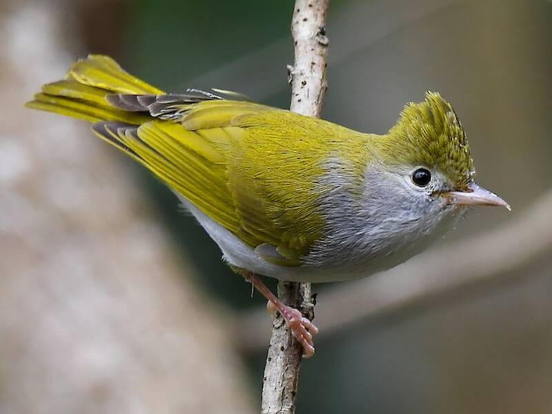White-bellied Erpornis, Photos 3