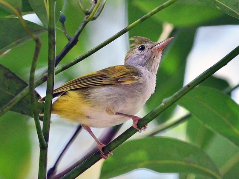 White-bellied Erpornis, Photos 2