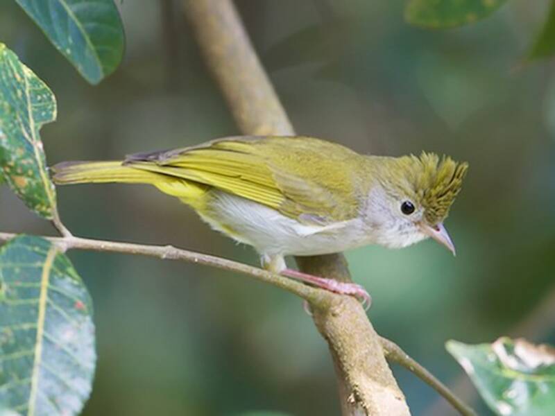 White-bellied Erpornis, Photos 4