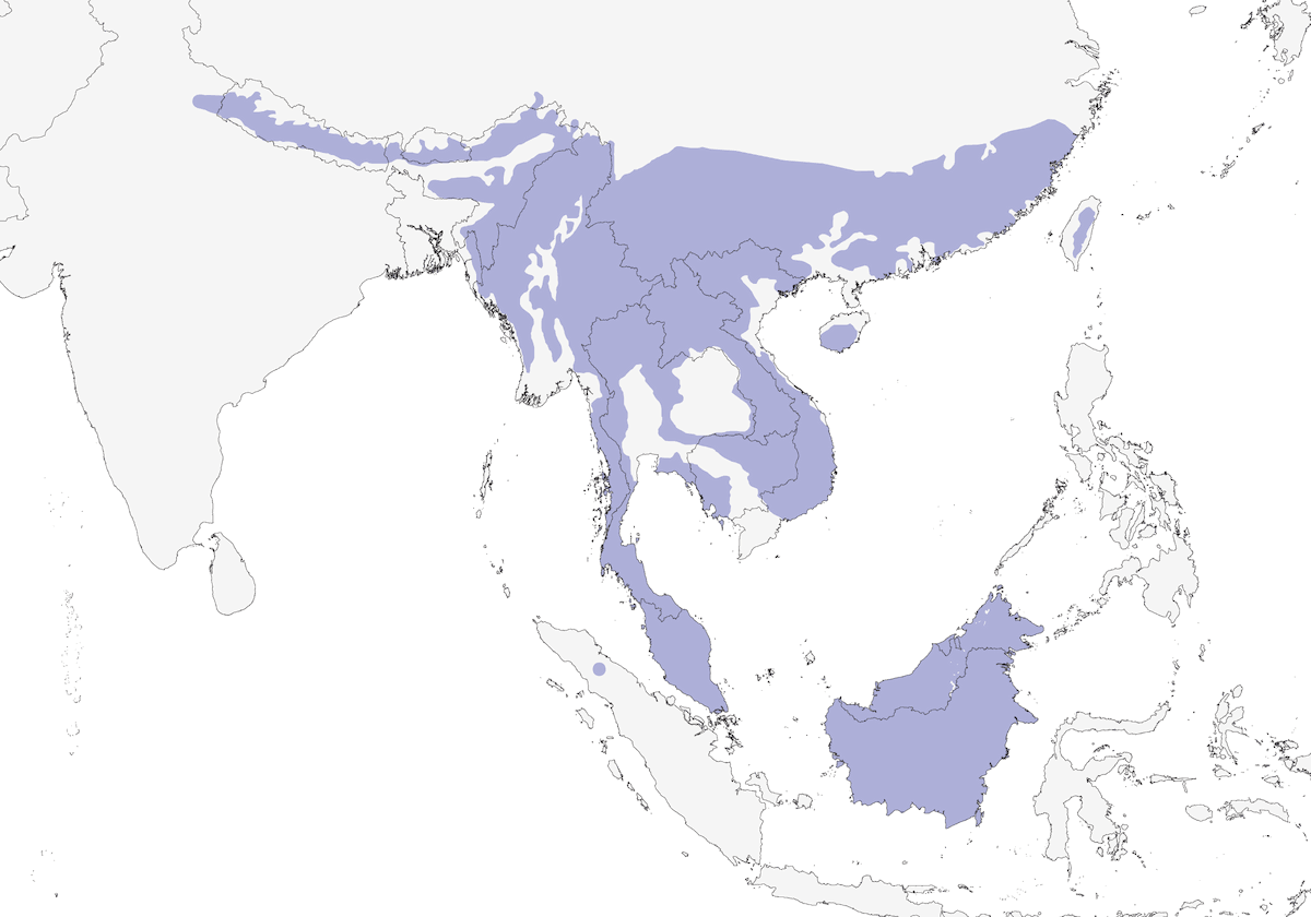 White-bellied Erpornis, Distribution 1