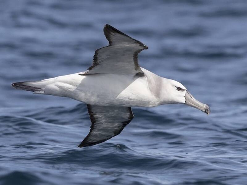 Albatro cappuccino, Foto 2