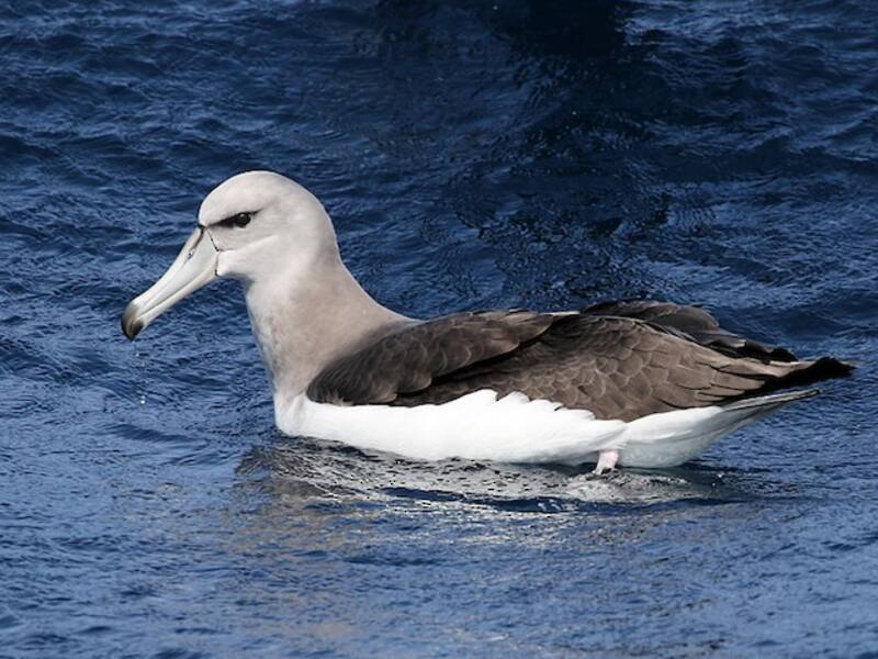 Albatro cappuccino, Foto 4