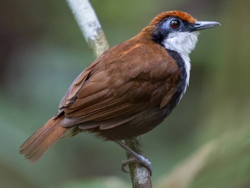 White-cheeked Antbird, Photos 3