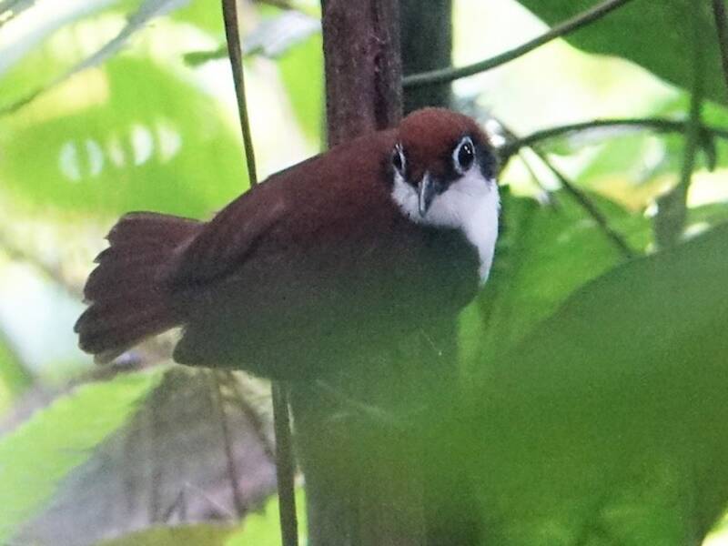 White-cheeked Antbird, Photos 2