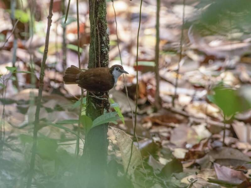 White-cheeked Antbird, Photos 4