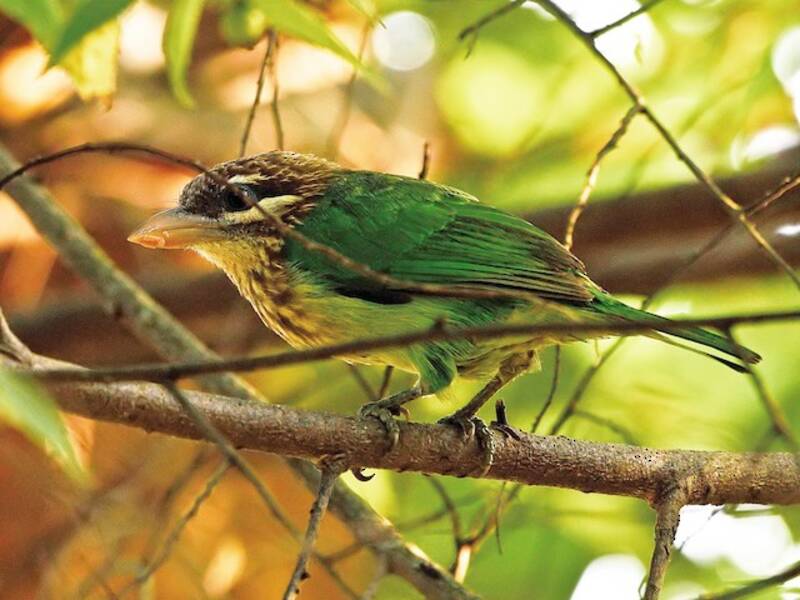 White-cheeked Barbet (Psilopogon viridis)