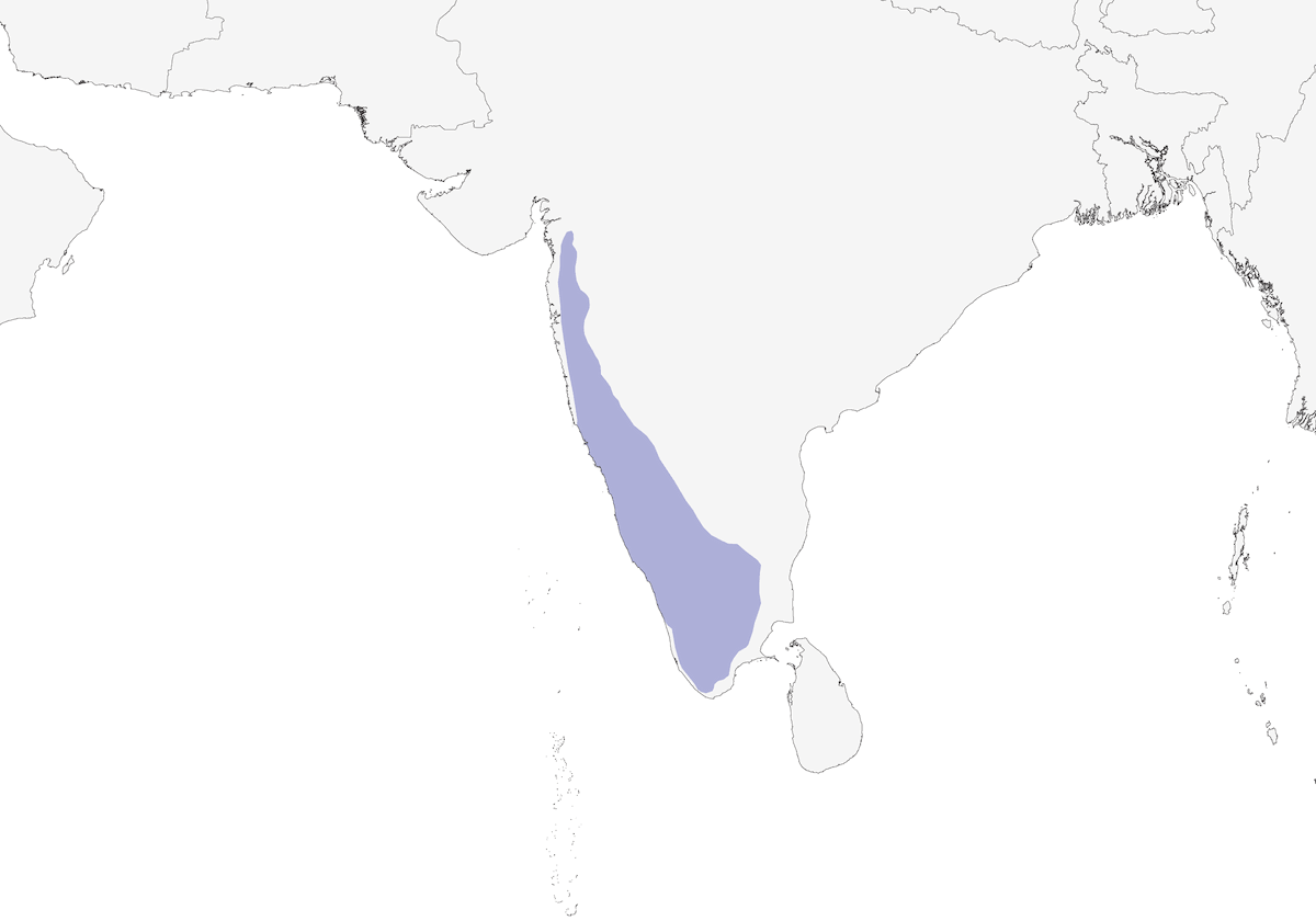 Barbudo Cariiblanco, Distribución 1