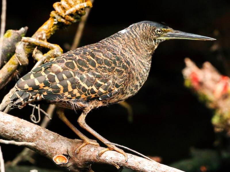 White-crested Tiger-Heron, 照片 3