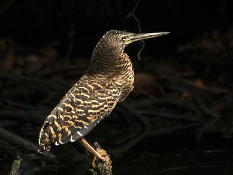 White-crested Tiger-Heron, 照片 4