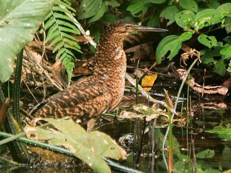 White-crested Tiger-Heron, 照片 2
