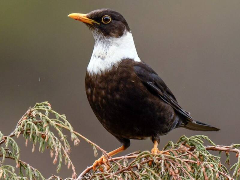 Mirlo de collar blanco, Fotos 2