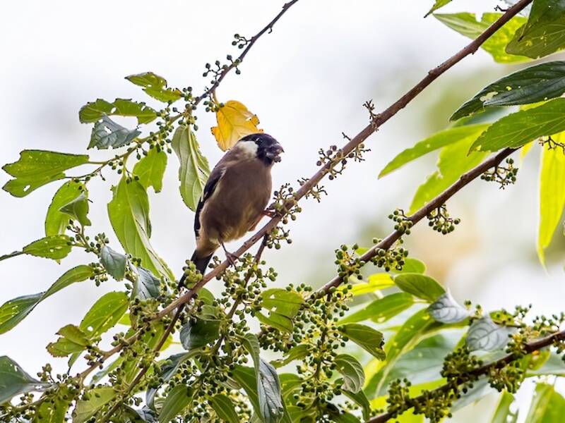 Camachuelo Cariblanco