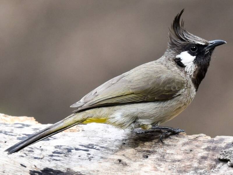 Bulbul dell'Himalaya, Foto 3