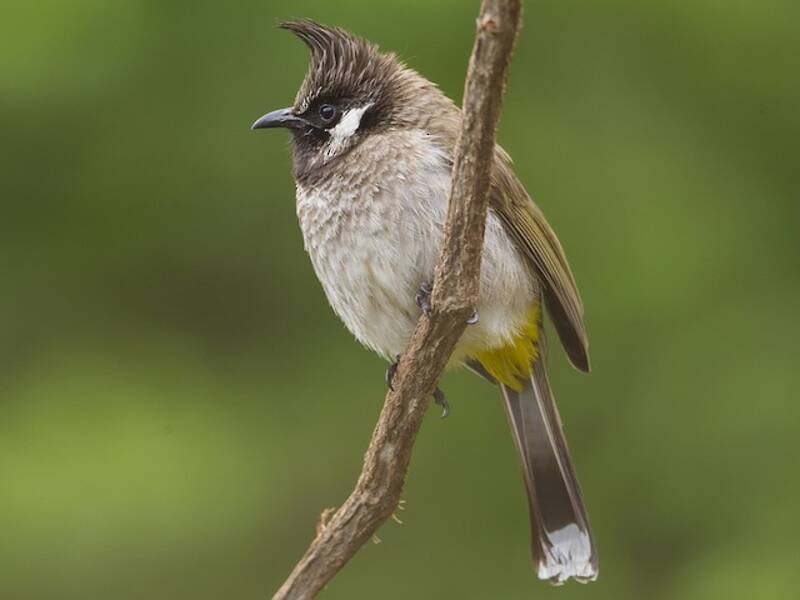 Bulbul dell'Himalaya, Foto 4