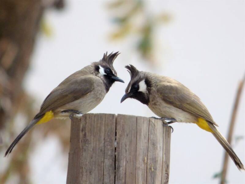 Bulbul dell'Himalaya