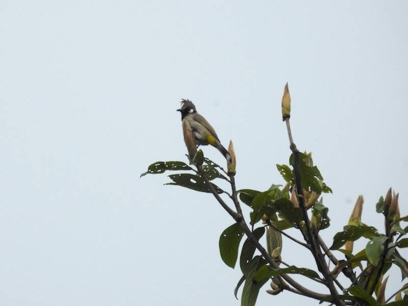 Bulbul dell'Himalaya, Foto 2