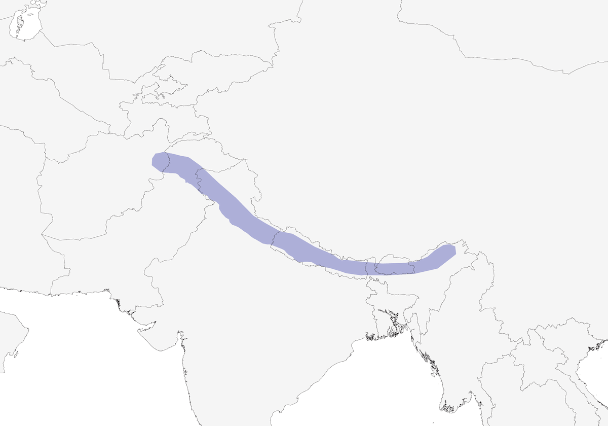 Bulbul dell'Himalaya, Distribuzione 1
