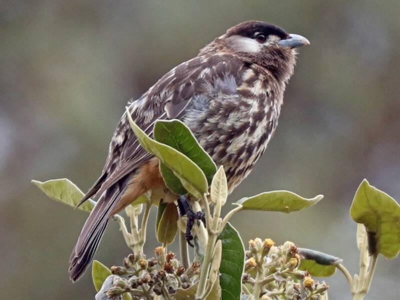 Cotinga à joues blanches, Photos 3