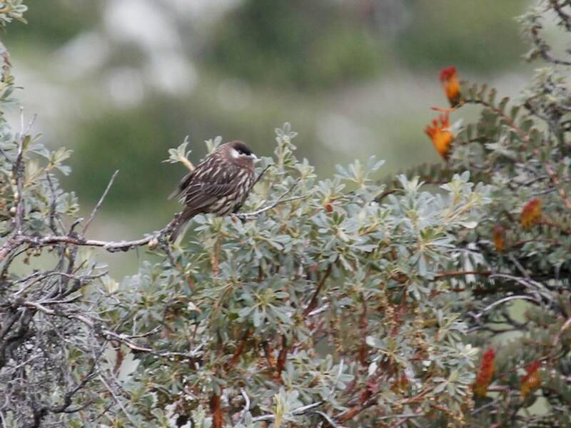 Cotinga guancebianche